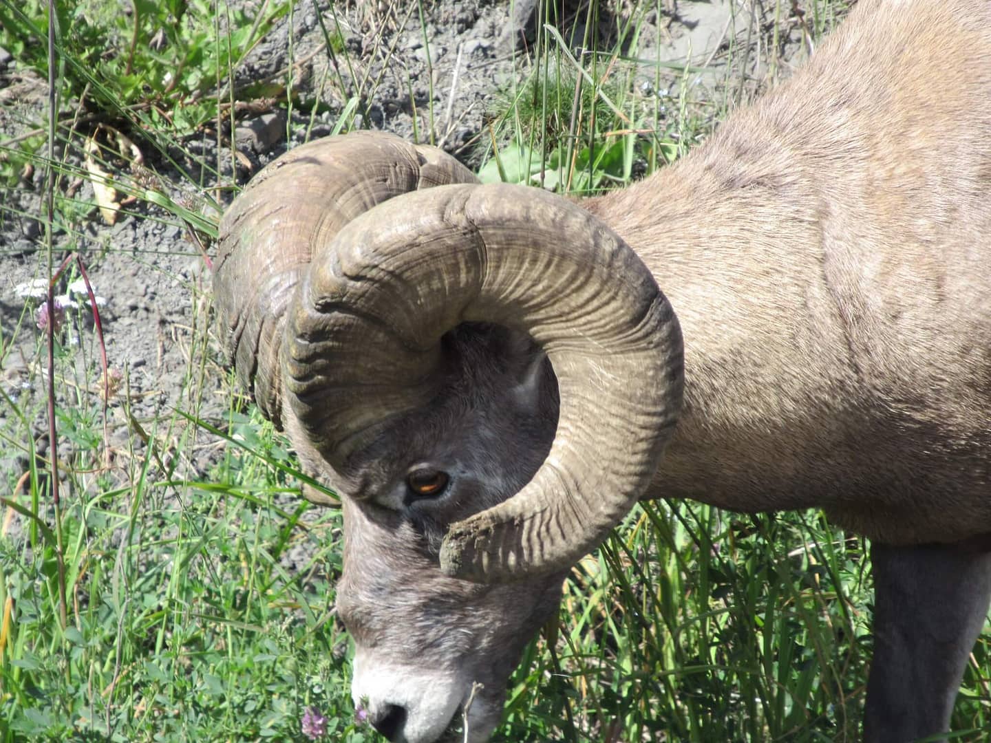 The Hinton area is home to some of the largest mountain sheep in the world.